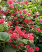 Powder Puff Tree - 1 Live Plant in a 10 Inch Pot - Calliandra Inaequilatera - Dramatic Vibrant Patio Bush