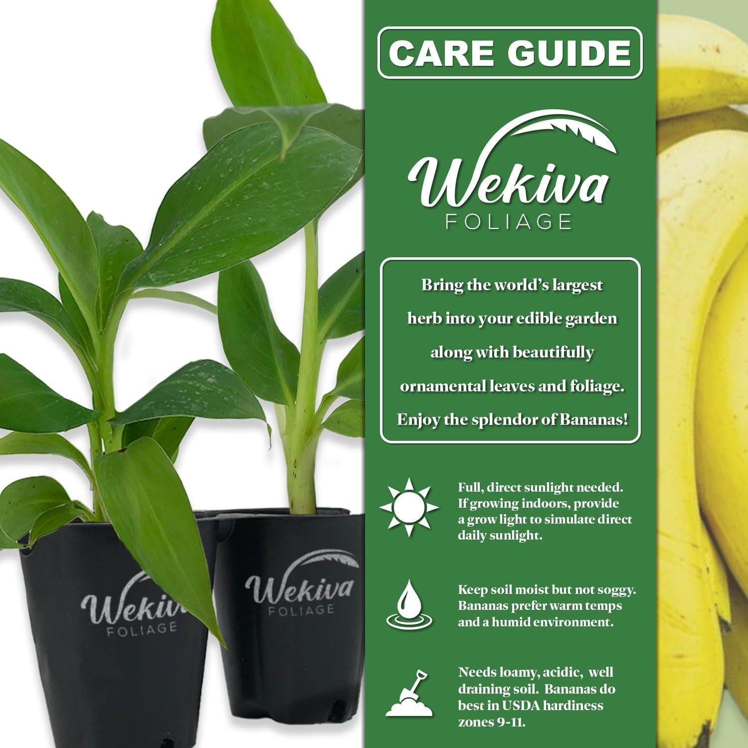 best potting mix for banana plant Kokopo Banana Tree - Live Plants in 3 Inch Growers Pots