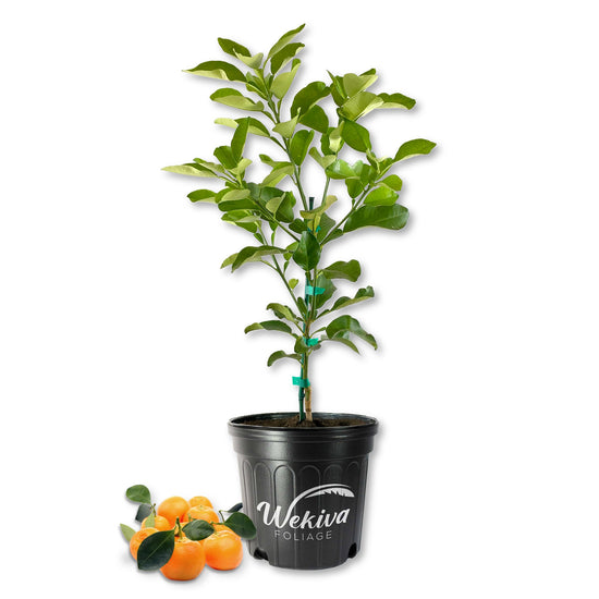 Calamondin Orange Tree - Live Plants in 2 Gallon Pots - Florida Only - Fruit Bearing Citrus for Patio and Garden