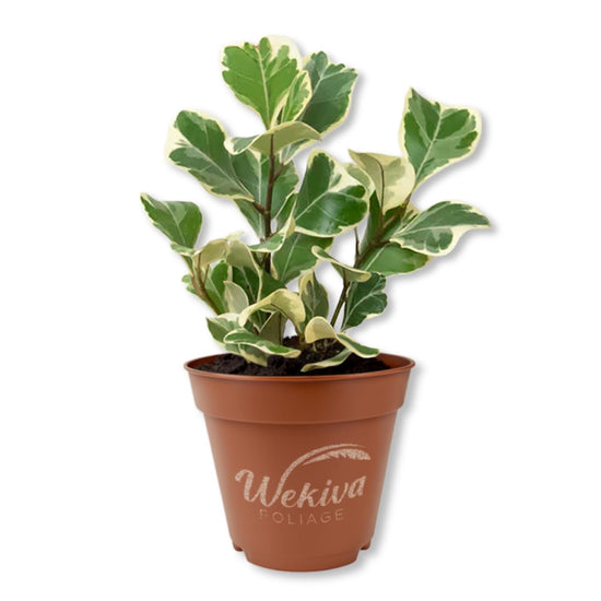 Triangle Ficus Tree - Live Starter Plants - Ficus Triangularis - Stunning Variegated Foliage Indoor Easy Care Houseplant