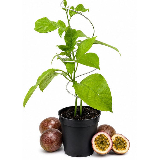 Bounty Passion Fruit Plant - 1 Live Plant in a 4 Inch Growers Pot - Passifora Edulis - Edible Fruit Bearing Vine for The Patio and Garden