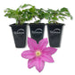 Clematis Abilene - Live Starter Plant in a 2 Inch Growers Pot - Starter Plants Ready for The Garden - Bold and Beautiful Pink Flowering Vine