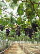 Grape Vine Plant - Live Plant in a 4 Inch Growers Pot - Variety is Grower&