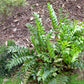 Holly Fern - Live Plant in a 6 Inch Grower&