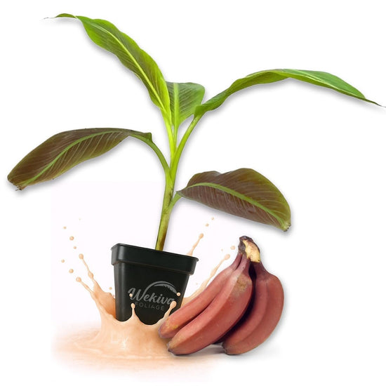 Red Cuban Banana Tree - Live Plants in 3 Inch Growers Pots - Musa Acuminata - Edible Fruit Bearing Tree for The Patio and Garden