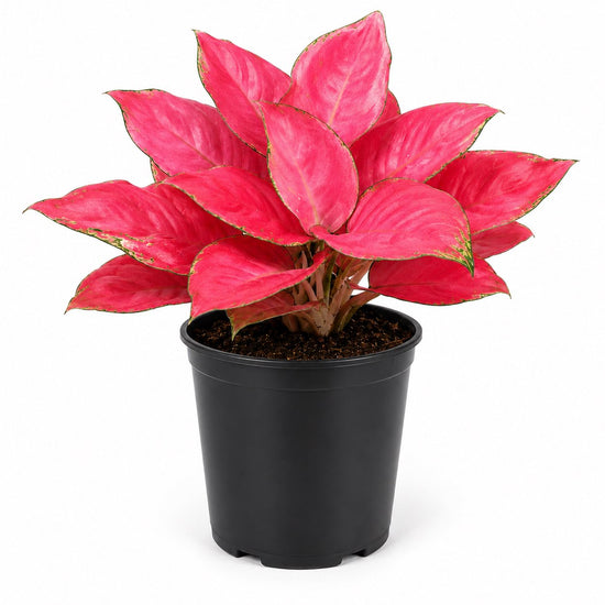 Lucky Red Aglaonema - Single - 4 Inch Pot - Aglaonema Commutatum