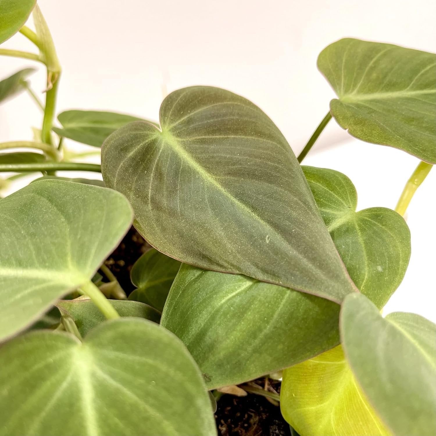 velvet leaf philodendron micans Wekiva Foliage Velvet Leaf Philodendron Micans-Live Plant in a 6 Inch Growers Pot-Philodendron Hederaceum-Houseplant from Florida