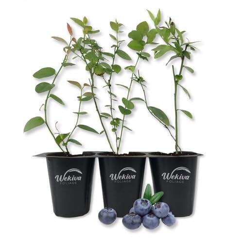 Blueberry Plant - 3 Live Starter Plants - Vaccinium - Edible Fruit Bearing Bush for The Patio and Garden