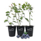 Blueberry Plant - 3 Live Starter Plants - Vaccinium - Edible Fruit Bearing Bush for The Patio and Garden
