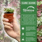Tricolor Polka Dot Plant - Live Plants in 2 Inch Growers Pots - Hypoestes Phyllostachya - Compact Colorful Tropical Beauty Mosaic Foliage