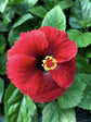 Hot Shot Hollywood Hibiscus Bush - 1 Live Plant in a 10 Inch Pot - Hibiscus rosa sinensis - Dramatic Striking Bright Lush Patio Bush