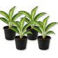 Aglaonema White Rain - Live Starter Plants - Aglaonema Commutatum