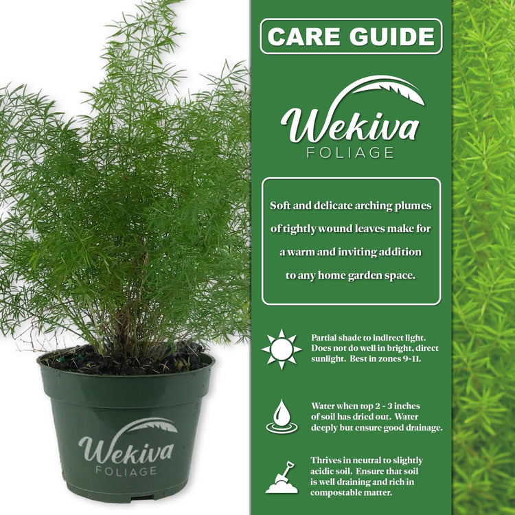foxtail fern indoor plant care Foxtail Fern - Live Plant in a 6 Inch Grower's Pot