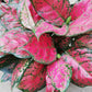 Aglaonema Red Valentine - Live Starter Plants - Aglaonema Commutatum - Beautiful Multi Colored Foliage Indoor Houseplant