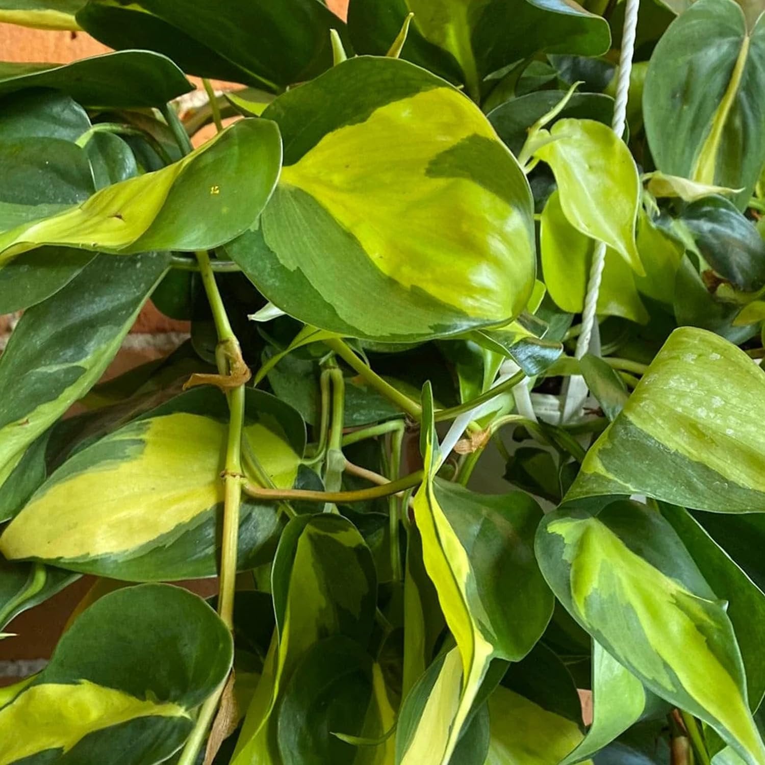brazilian hanging plant Wekiva Foliage Philodendron Brasil Hanging Basket-Live Plant in an 8 Inch Hanging Basket Houseplant-Variegated Tropical Masterpiece