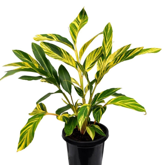 Green Shell Ginger - Live Starter Plants - Alpinia Zerumbet - Bold Tall Layered Houseplant