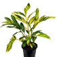 Green Shell Ginger - Live Starter Plants - Alpinia Zerumbet - Bold Tall Layered Houseplant