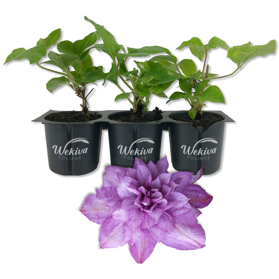 Clematis Proteus - Live Starter Plants in 2 Inch Growers Pots - Starter Plants Ready for The Garden - Beautiful Lilac Flowering Vine