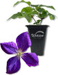 Clematis Jackmanii - Live Starter Plants in 2 Inch Growers Pots - Starter Plants Ready for The Garden - Beautiful Violet Purple Flowering Vine