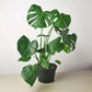 Split Leaf Monstera - Live Starter Plants - Monstera Subpinnata - Bold Vining Textured Houseplant