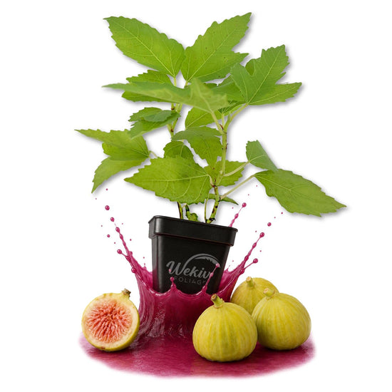 Kadota Fig Tree - Live Plants in 3 Inch Growers Pots - Ficus Carica - Edible Fruit Tree for The Patio and Garden