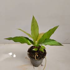 Water Dragon Anthurium - Live Starter Plants - Anthurium Superbum - Bold Compact Houseplant