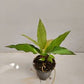 Water Dragon Anthurium - Live Starter Plants - Anthurium Superbum - Bold Compact Houseplant