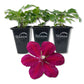 Clematis Westerplatte - Live Starter Plants in 2 Inch Growers Pots - Starter Plants Ready for The Garden - Beautiful Velvety Red Flowering Vine