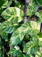 Hawaiian Pothos - 1 Live Plant in a 4 Inch Pot - Epipremnum Aureum - Bold Lush Vining Houseplant