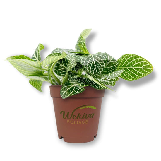 White Fittonia Nerve Plant - Live Starter Plants in 2 Inch Growers Pots - Fittonia Albivenis - Compact Colorful Tropical Beauty Mosaic Foliage