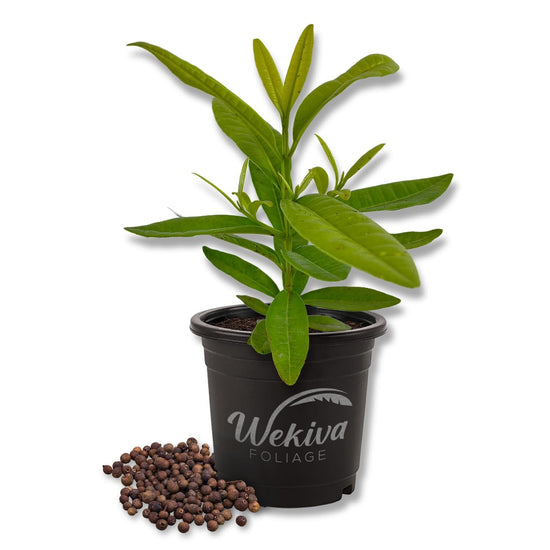 Allspice Tree - Live Plant in a 4 Inch Growers Pot - Pimenta Dioica - Beautiful Fragrant Spice Producing Tree for Patio and Garden