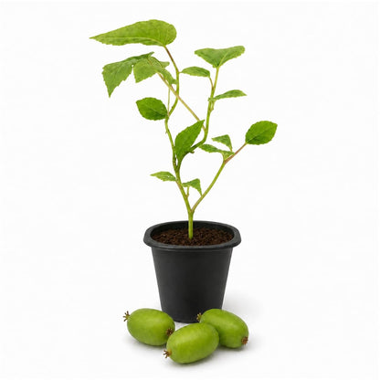 Prolific Kiwi Plant - Live Starter Plants - Actinidia Arguta