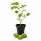 Prolific Kiwi Plant - Live Starter Plants - Actinidia Arguta