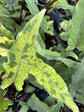 Variegated Purple Sword Alocasia -  1 Live Plant in a 4 Inch Pot - Alocasia Lauterbachiana Variegated - Striking Dramatic Full Houseplant