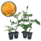 Good As Gold Rose Bush - Live Starter Plants - Beautifully Fragrant Hybrid Tea Rose - A Versatile Beauty with Colorful Golden Blooms