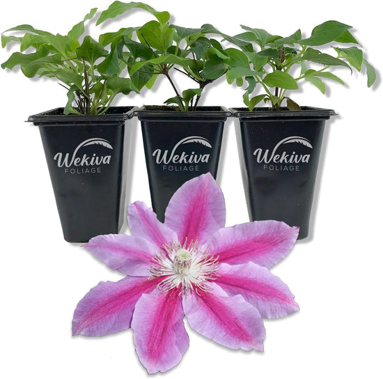 Clematis Dr. Rupple - Live Starter Plants in 2 Inch Growers Pots - Clematis &