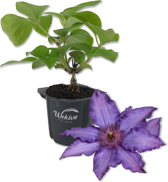 Clematis Marie Louise Jensen - Live Starter Plants in 2 Inch Growers Pots - Starter Plants Ready for The Garden - Beautiful Purple Blue Flowering Vine