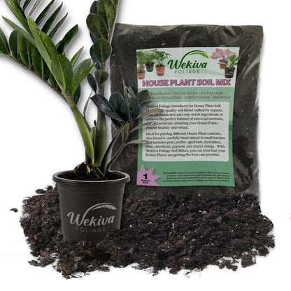 Black Raven ZZ Plant and Soil Mix Combo - Live Plant in a 4 Inch Pot with 1 Quart Houseplant Soil Mix - Zamioculcas Zamiifolia with Custom Soil Blend