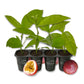 Passion Fruit Plant - 4 Live Starter Plants - Edible Fruit Bearing Vine for The Patio and Garden