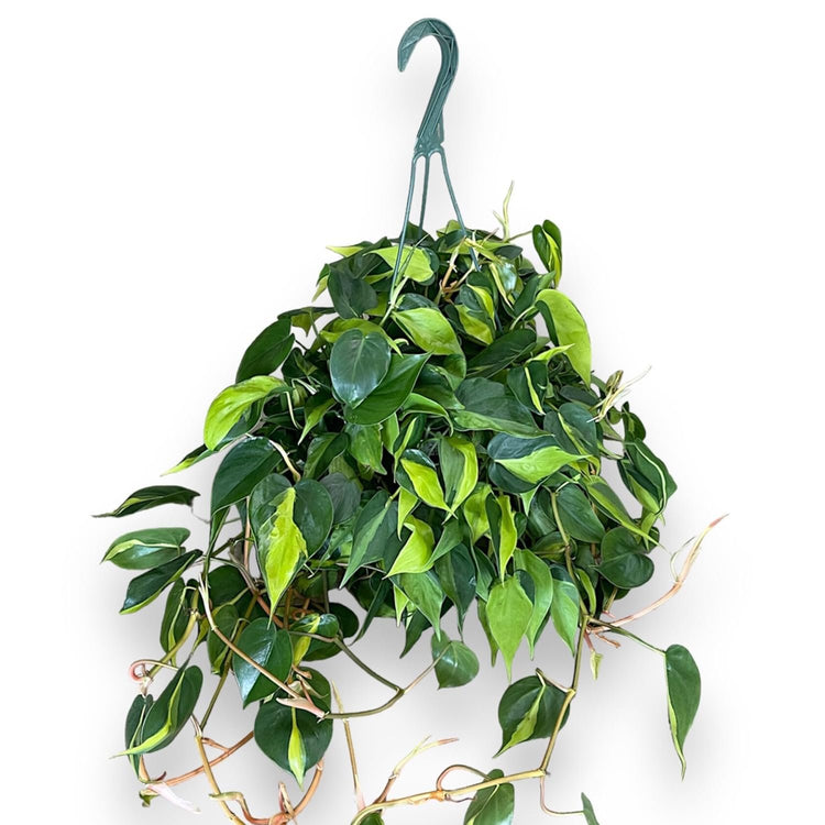 variegated philodendron brasil Philodendron Brasil Hanging Basket