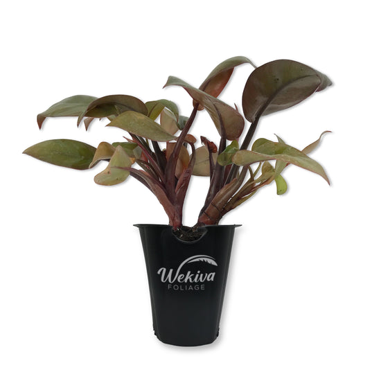 Philodendron Black Cardinal - Live Starter Plant in a 2 Inch Pot - Philodendron Erubescens - Extremely Rare and Beautiful Indoor Houseplant - A Rare Tropical Masterpiece