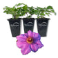 Clematis Ramona - Live Starter Plants in 2 Inch Growers Pots - Starter Plants Ready for The Garden - Rare Clematis for Collectors