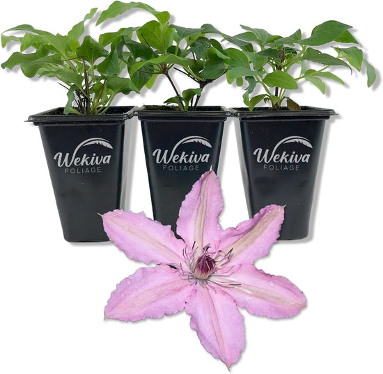 Clematis Hagley Hybrid - Live Starter Plants in 2 Inch Growers Pots - Starter Plants Ready for The Garden - Beautiful White and Purple Flowering Vine