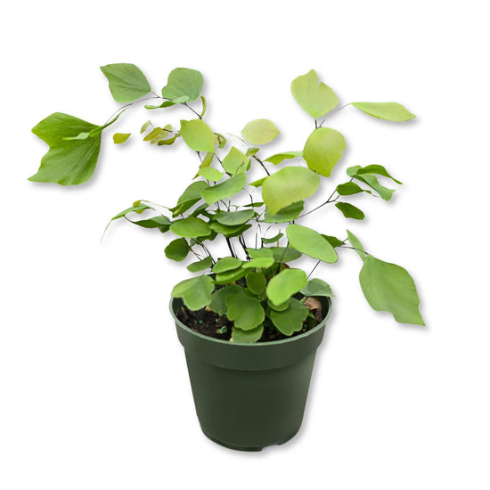 Silver Dollar Fern - Live Starter Plants - Adiantum Peruvianum - Rare and Exotic Beautiful Clean Air Indoor Houseplant Ferns