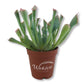 Echeveria Pink Trumpet - Live Starter Plants in 2 Inch Growers Pots- Rare and Colorful Compact Easy Care Succulent