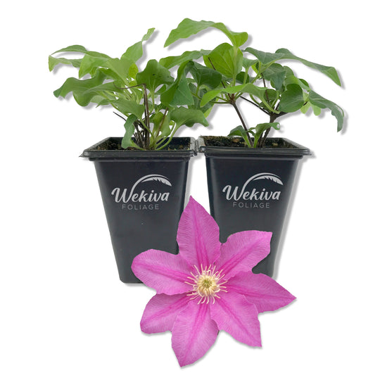 Clematis Abilene - Live Starter Plant in a 2 Inch Growers Pot - Starter Plants Ready for The Garden - Bold and Beautiful Pink Flowering Vine