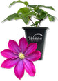 Clematis Pink Champagne - Live Starter Plants in 2 Inch Growers Pots - Starter Plants Ready for The Garden - Rare Clematis for Collectors