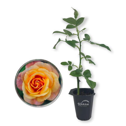 Magic Lantern Rose Bush - Live Starter Plants in 2 Inch Growers Pots - Beautifully Fragrant Grandiflora Rose - A Versatile Beauty with a Rich Fragrance