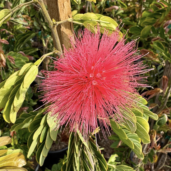 Powder Puff Tree - 1 Live Plant in a 10 Inch Pot - Calliandra Inaequilatera - Dramatic Vibrant Patio Bush