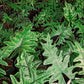 Alocasia Jacklyn - Live Starter Plants in 2 Inch Grower&